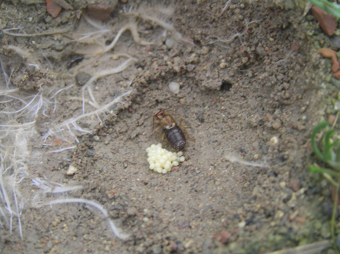 Forficula auricularia con uova